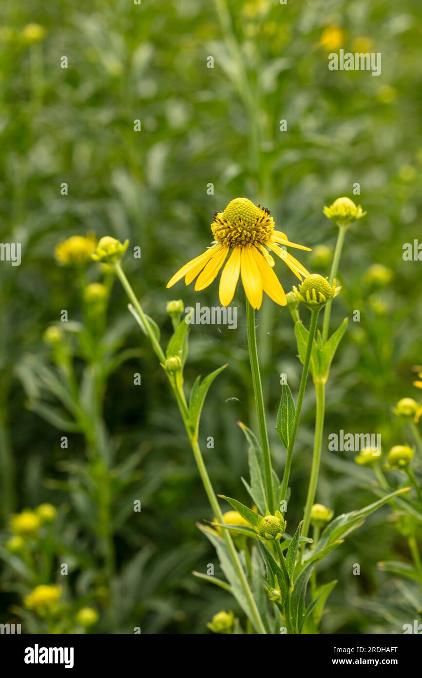 Natural close up flowering plant portrait of Rudbeckia Laciniata ‘Herbstsonne’, coneflower, in lovely summer sunshine Stock Photo