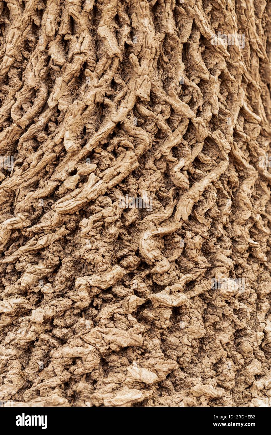 Highly undulating, abstract pattern of a tree's bark Stock Photo