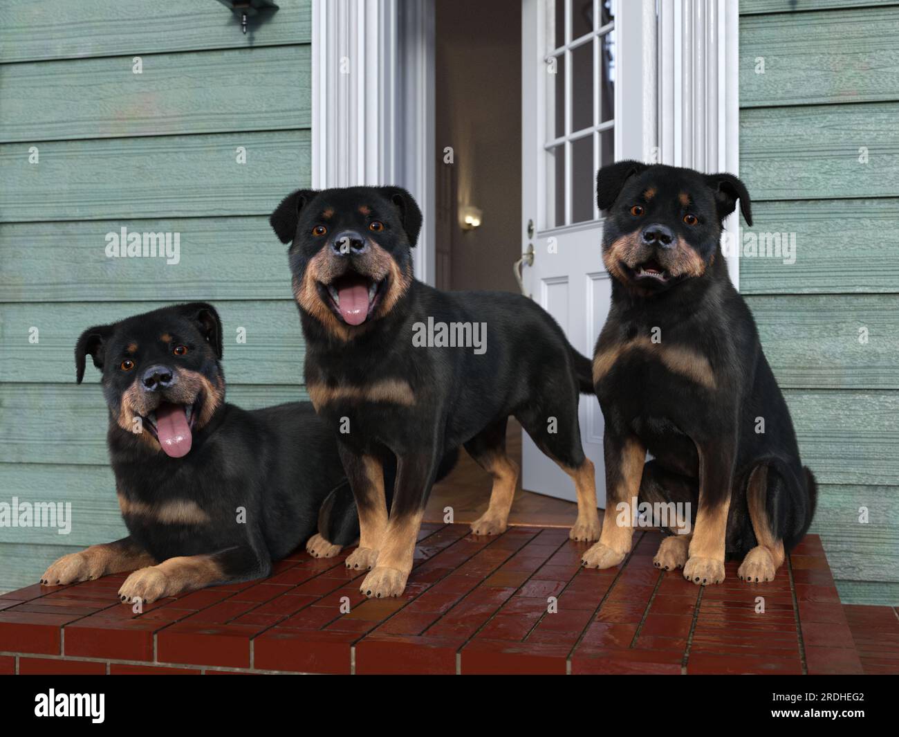 Rottweiler puppy in front hi-res stock photography and images - Alamy