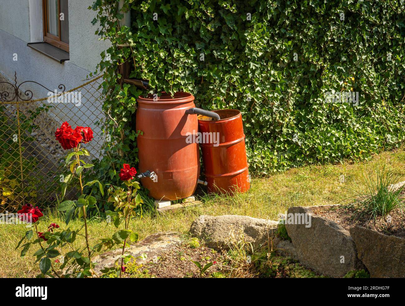 Rain barrel on house facade, collecting and reusing rain water in the garden Stock Photo