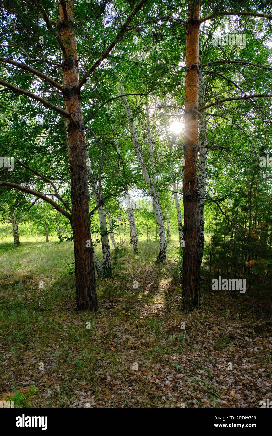 Spring in the pine and birch forest Stock Photo