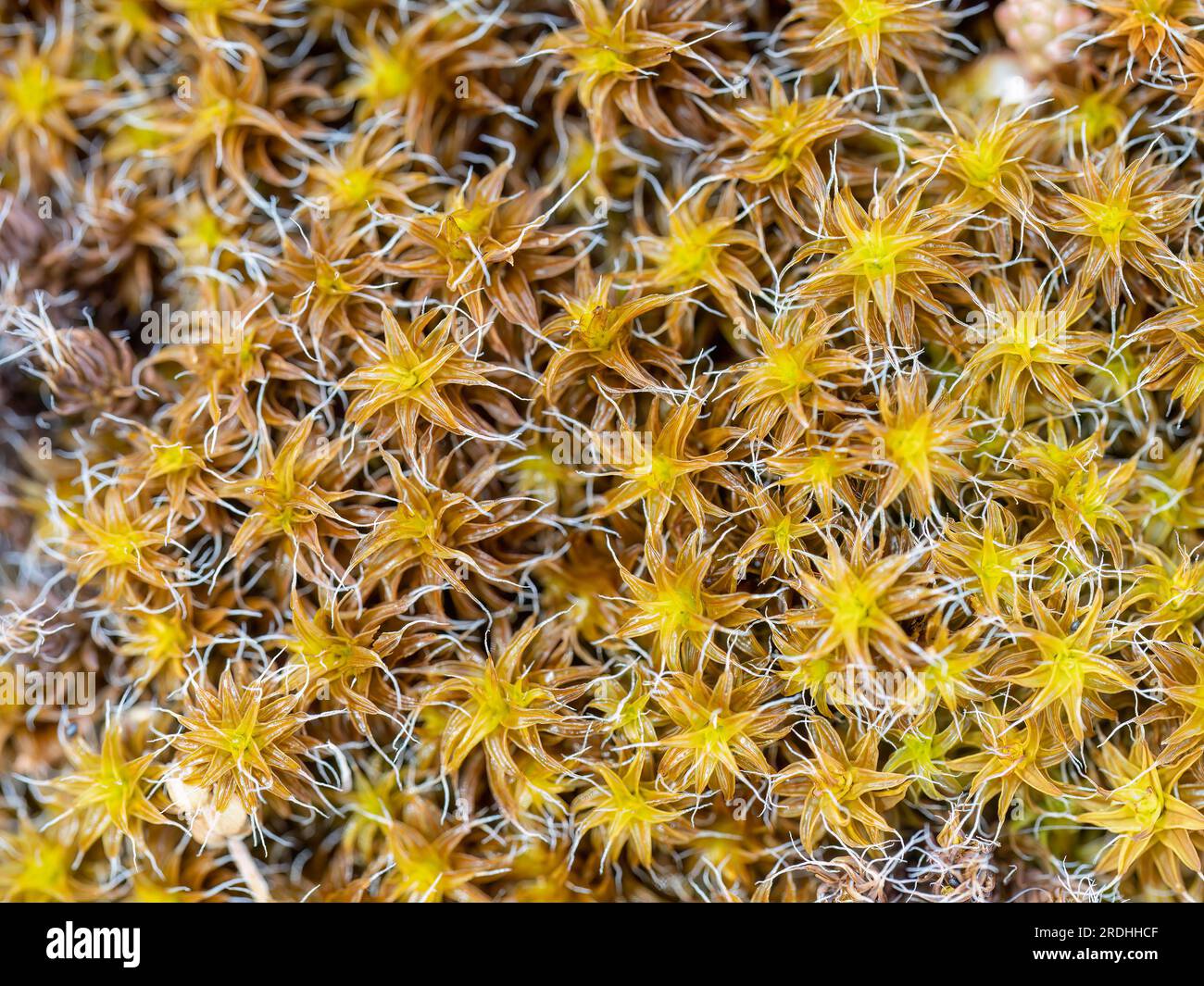 Screw-moss macro detail. Aka Syntrichia. Stock Photo