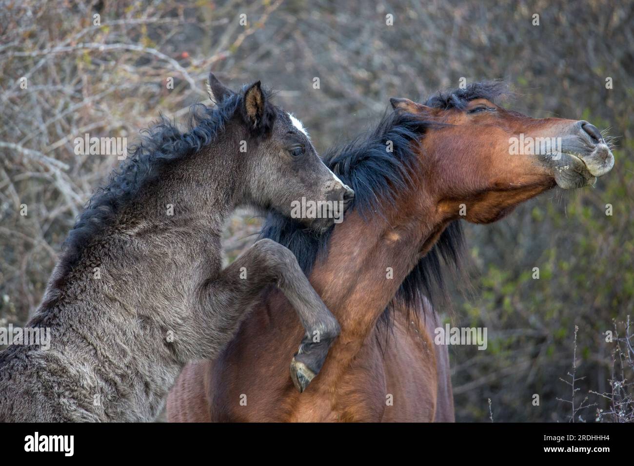 These beautiful wild horses live in Italy forever free Stock Photo