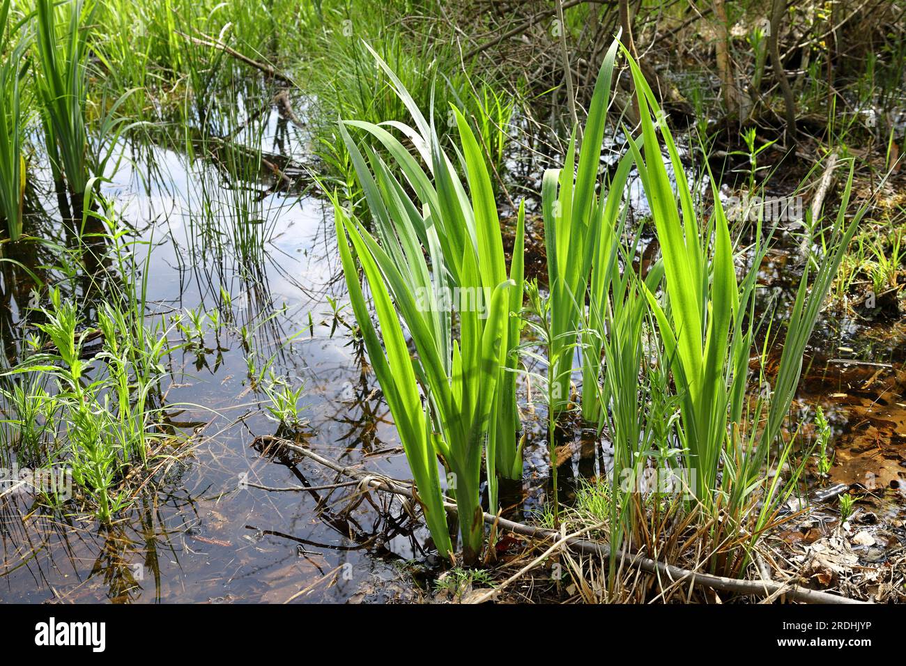 Acorus calamus, sweet flag, young grass in the pond in the pond lit by the rays of the sun Stock Photo