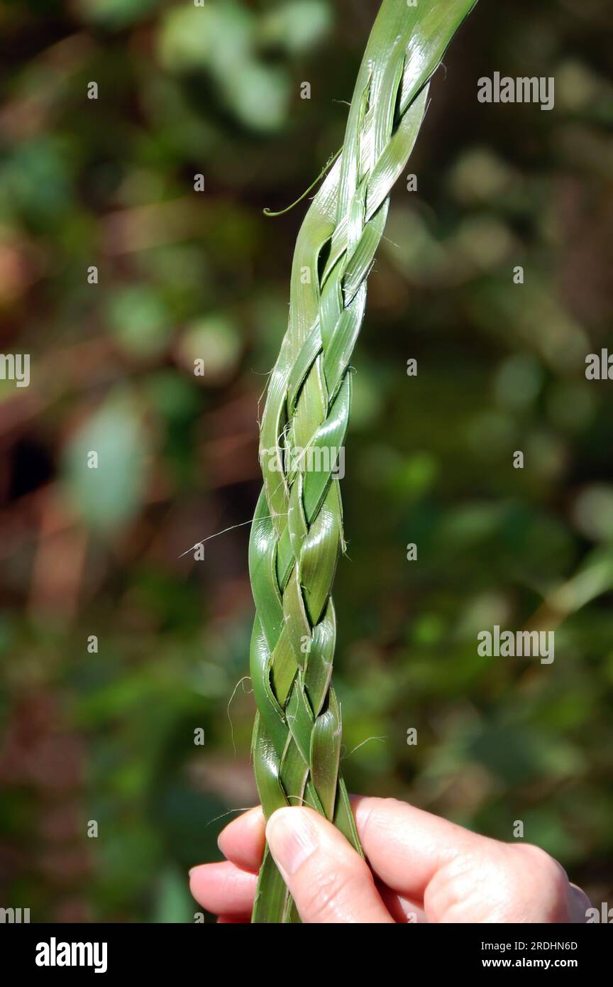 Demonstration of basket making is shown by weaving strands of palm