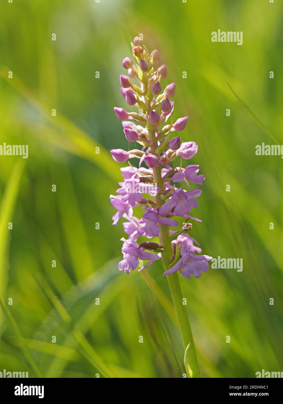 sunlit flowerspike of Chalk Fragrant Orchid (Gymnadenia conopsea) Cumbria, England, UK Stock Photo
