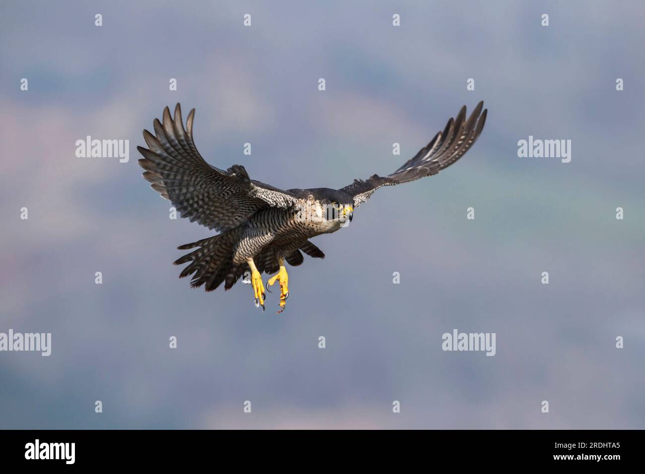 A close up of a Peregrine Falcon in flight with its wings and talons outstretched. Falco peregrinus. Stock Photo