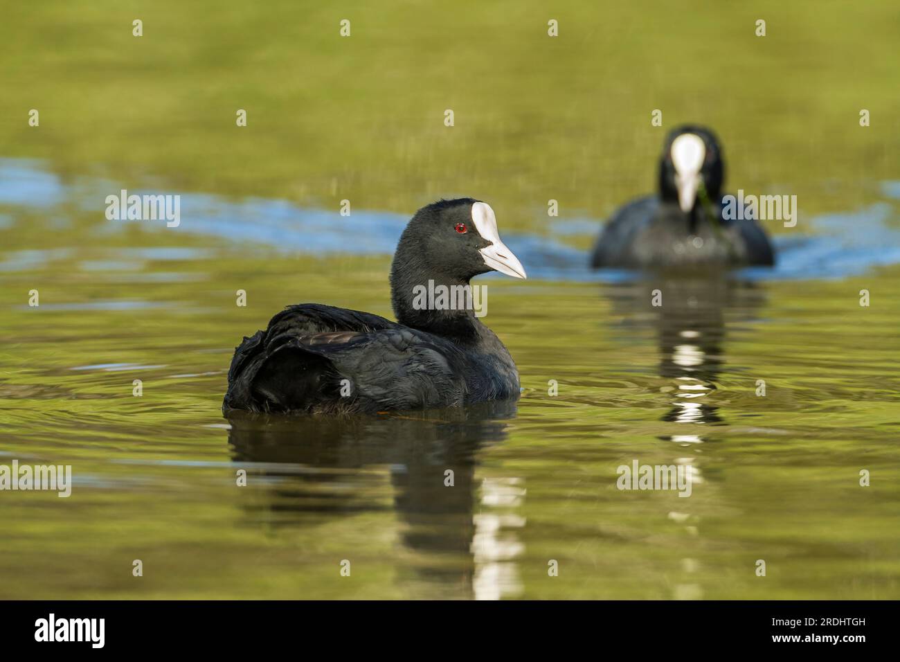 A specimen of Eurasian coot in close-up on the water of a lagoon, while another one approaches it swimming. Fulica atra. Stock Photo