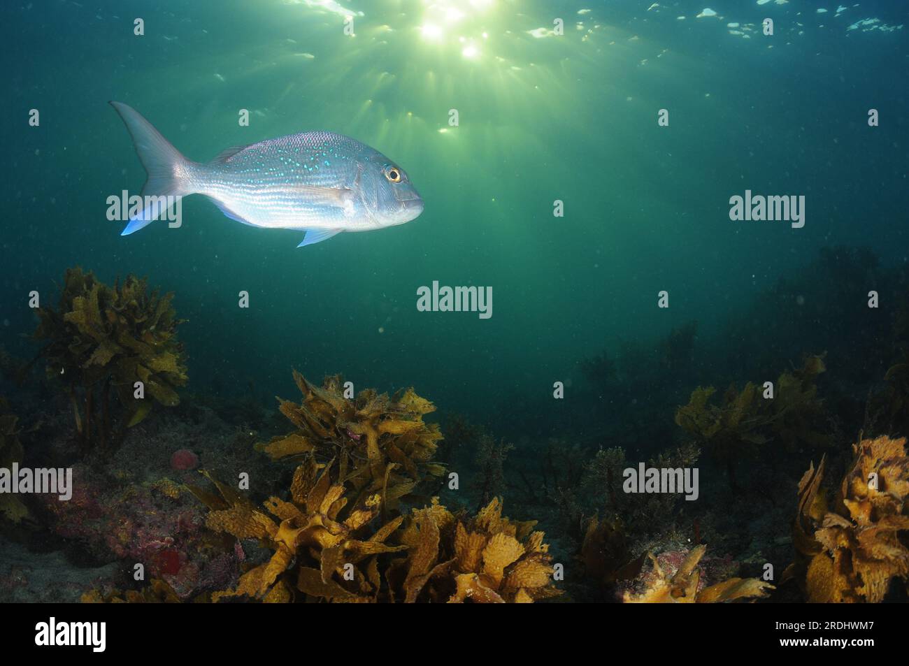 Silver Australasian snapper Pagrus auratus above shallow rocky reef covered with kelp. Location: Leigh New Zealand Stock Photo