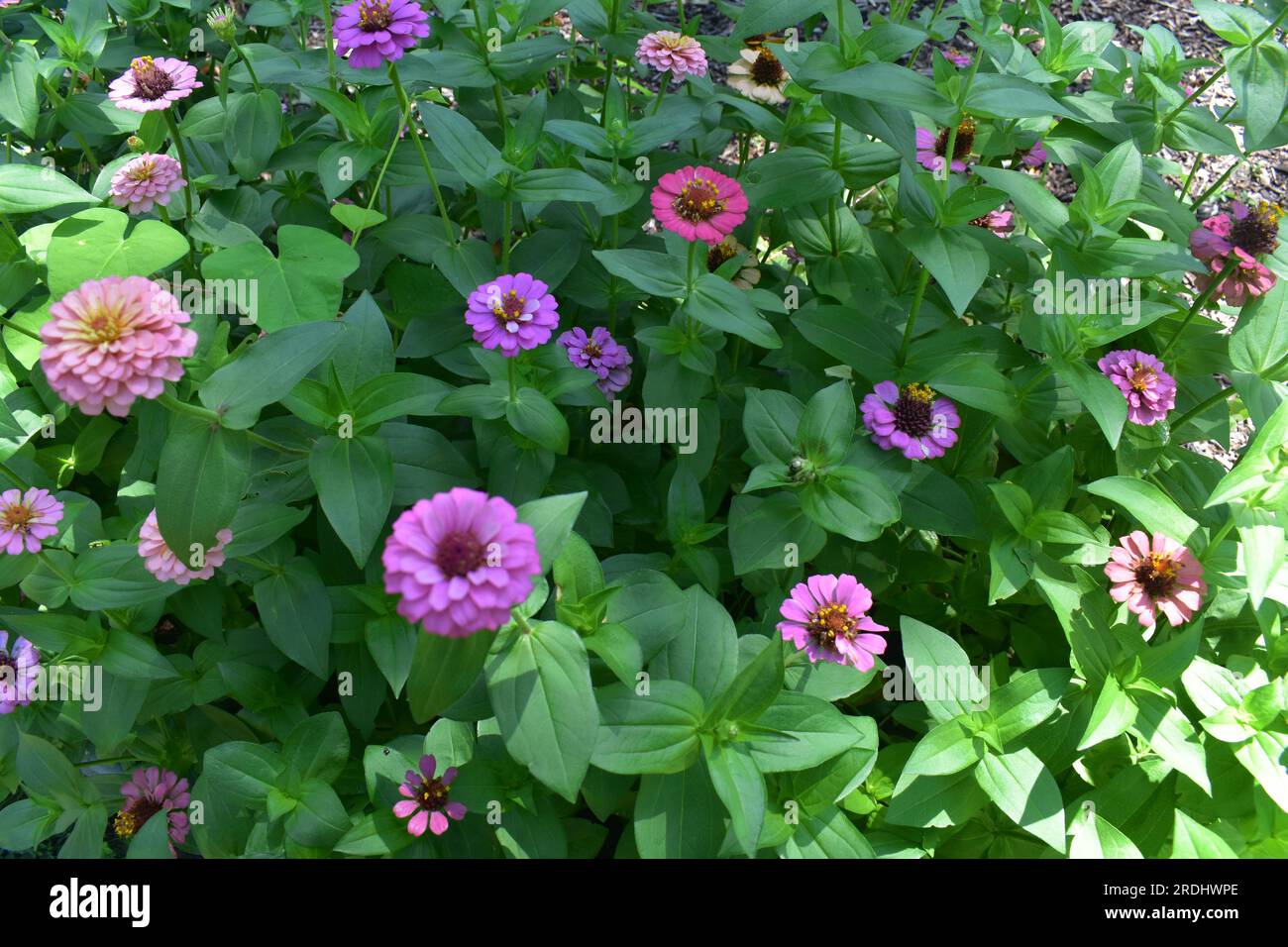A flowerbed full of zinnias, in an assortment of colors and varieties