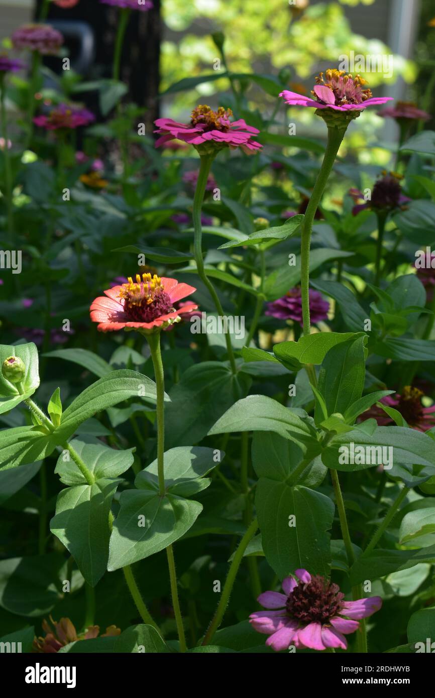 A flowerbed full of zinnias, as seen from the side view. Zinnias are