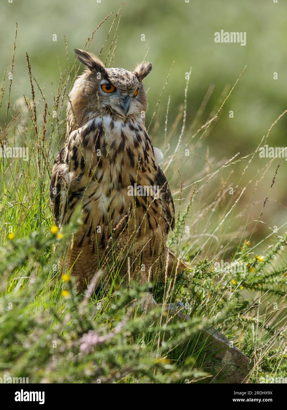 A Female European Eagle Owl Perched On The Ground Among The Grasses 