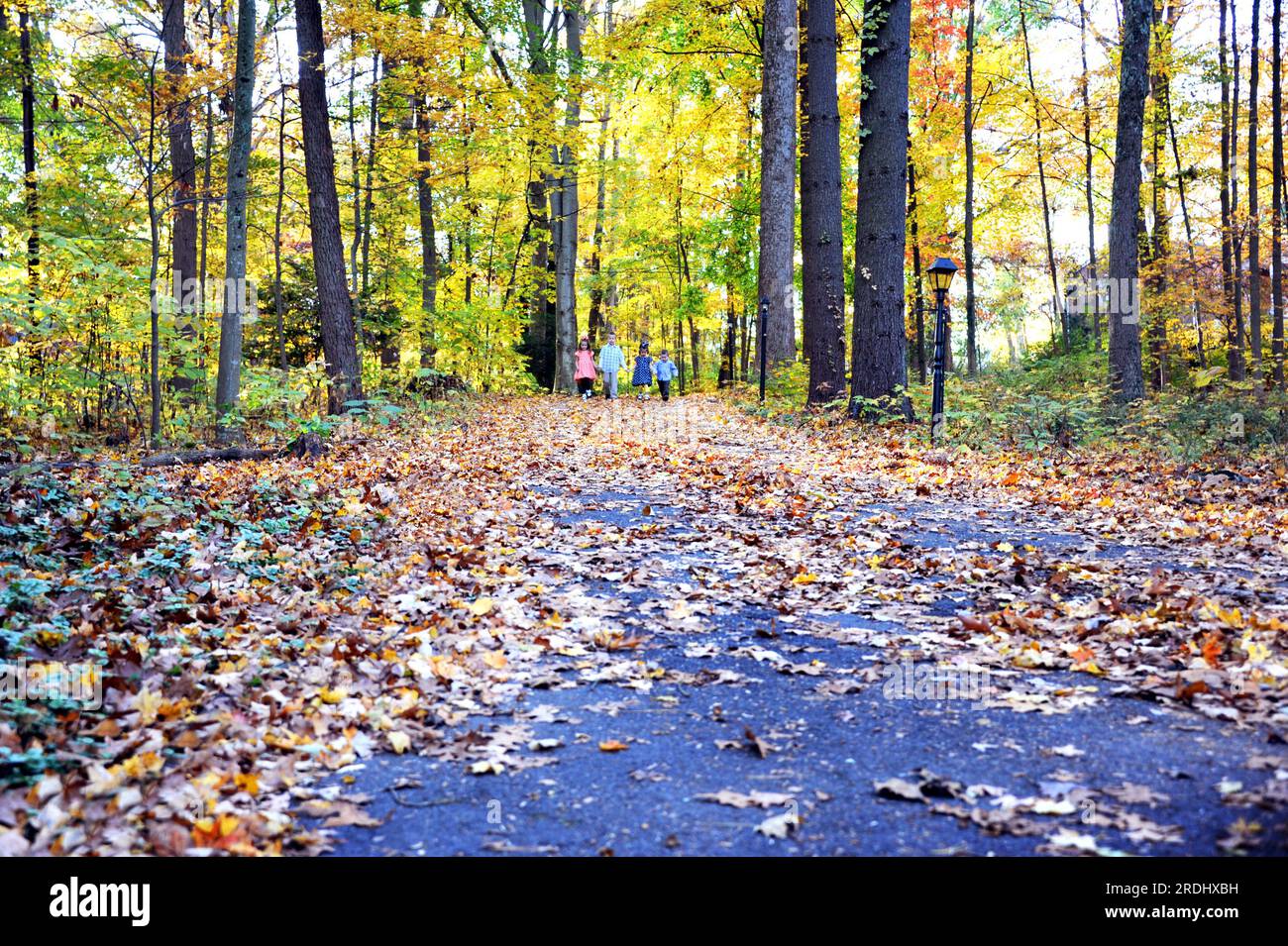 Four children start down a path strewn with leaves.  Autumn color fills Tennessee woods on this early morning.  Children are holding hands. Stock Photo