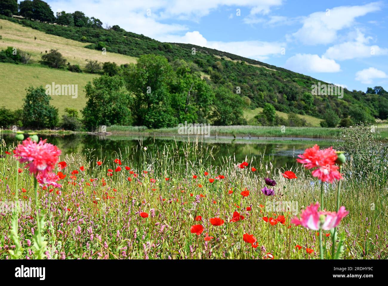 Goldenloch Fife Scotland Stock Photo Alamy