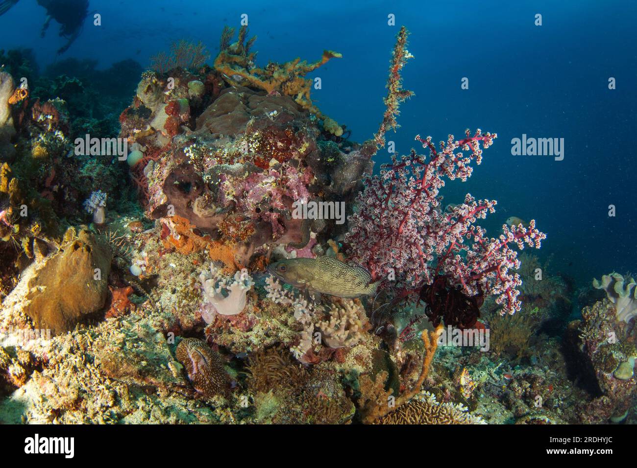Epinephelus ongus near the seabed in Raja Ampat. Specklefin grouper during dive in Indonesia. Grouper is hiding under the corals. Stock Photo