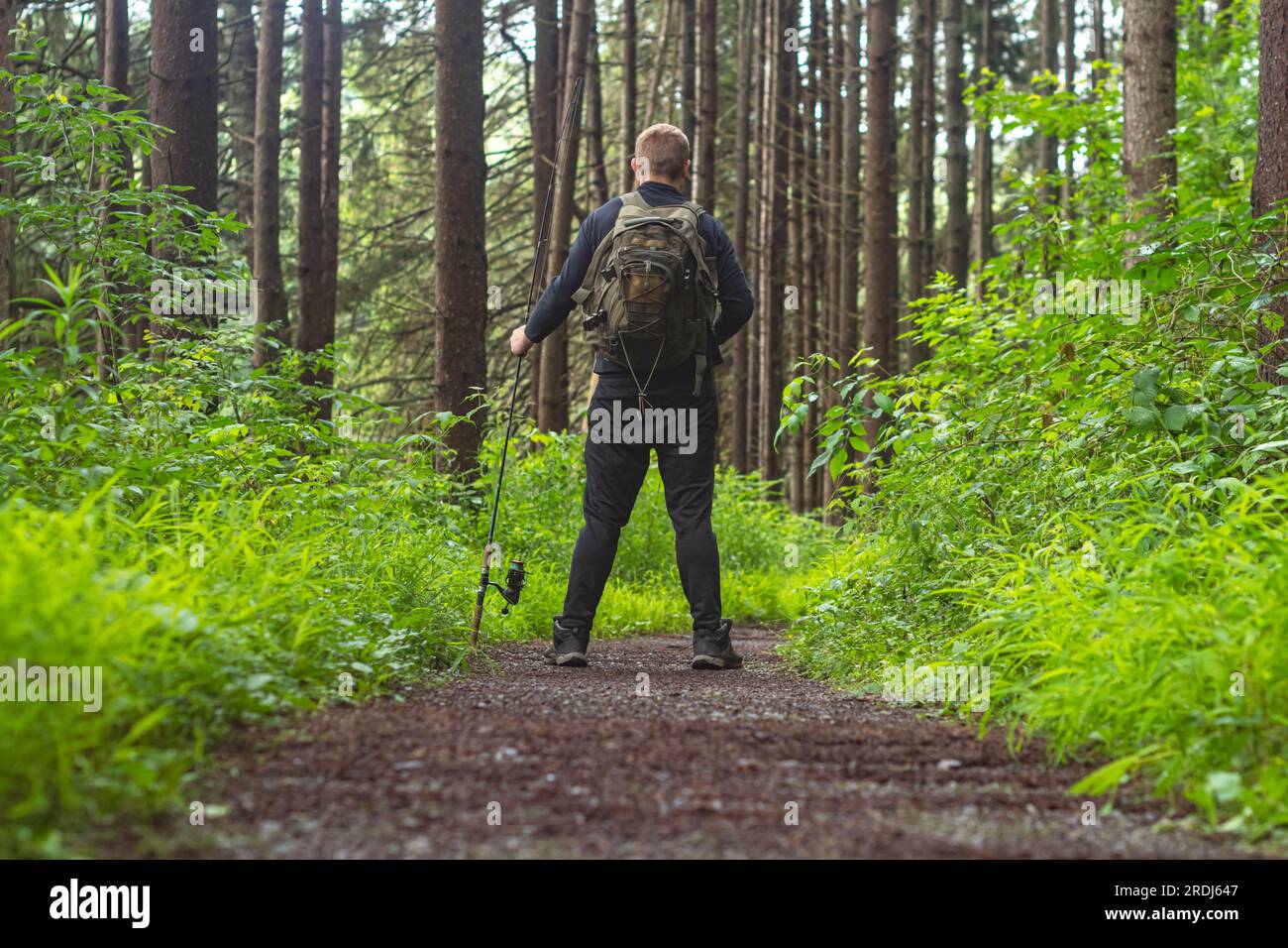 woodland trail summer no people natural backgrounds outdoors activity copy space Stock Photo