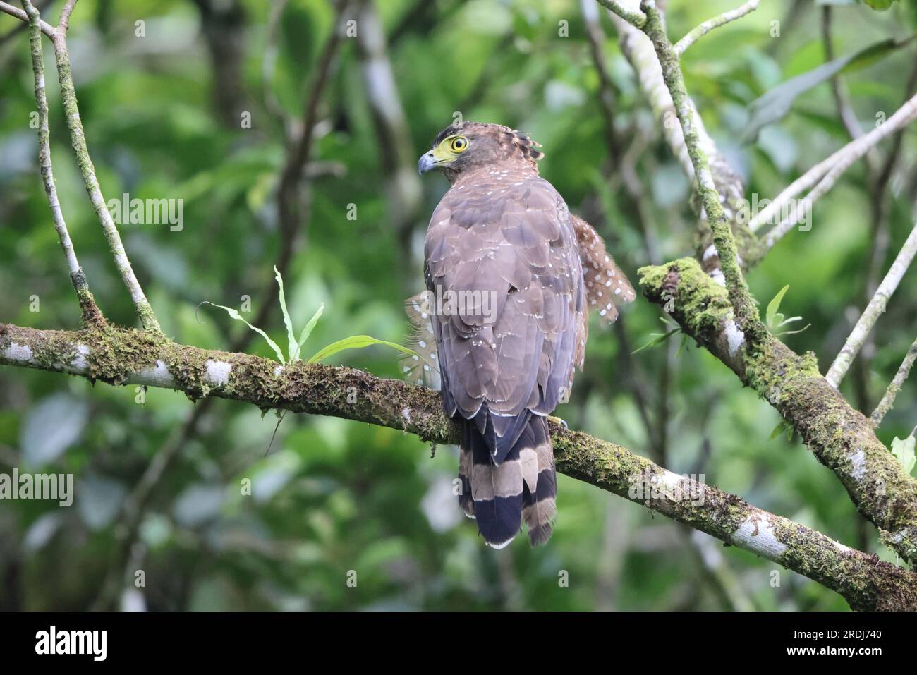 The Philippine serpent eagle (Spilornis holospilus) is an eagle found in the major islands of the Philippines Stock Photo