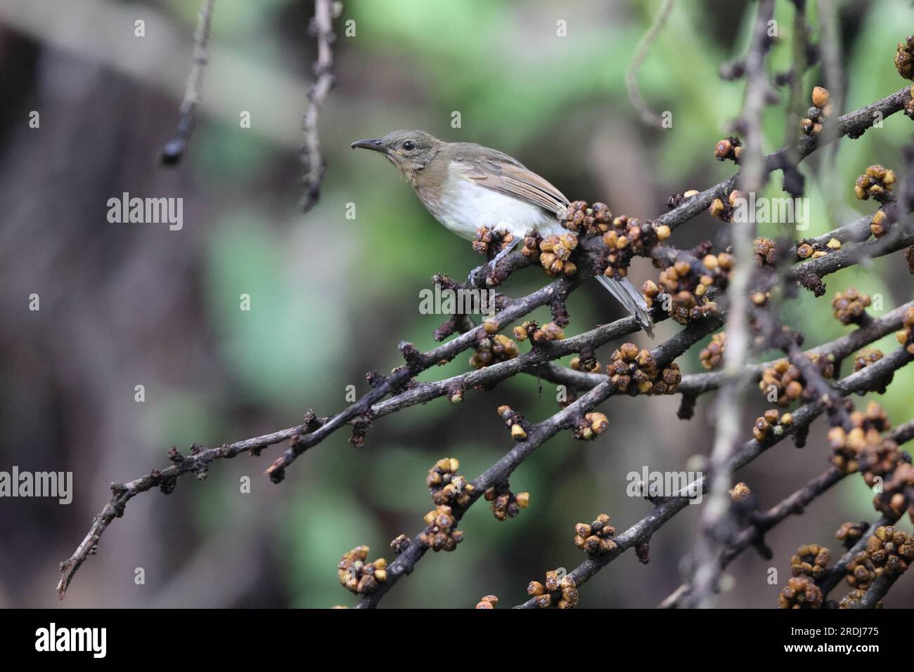 Philippine bulbul hi-res stock photography and images - Alamy