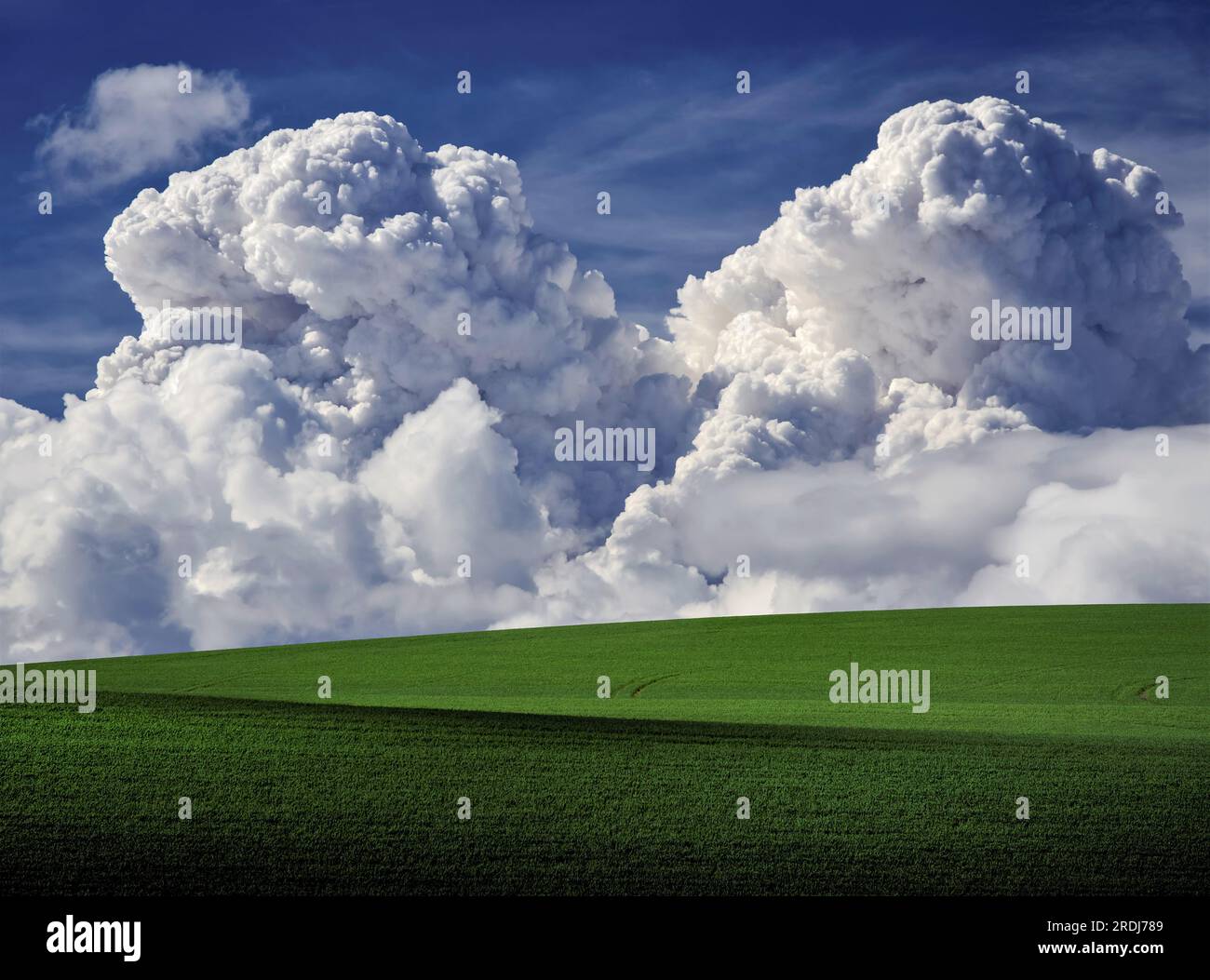 Spectacular towering cumulus clouds (cumulus congestus) rise above rolling hills of wheat. Spokane County, Washington, USA. Stock Photo