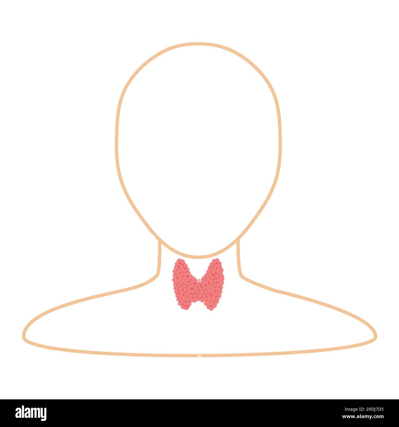 Thyroid gland illustration Stock Photo Alamy