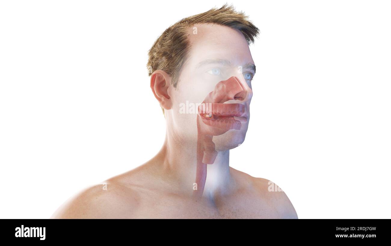 Oral and nasal cavities, illustration Stock Photo