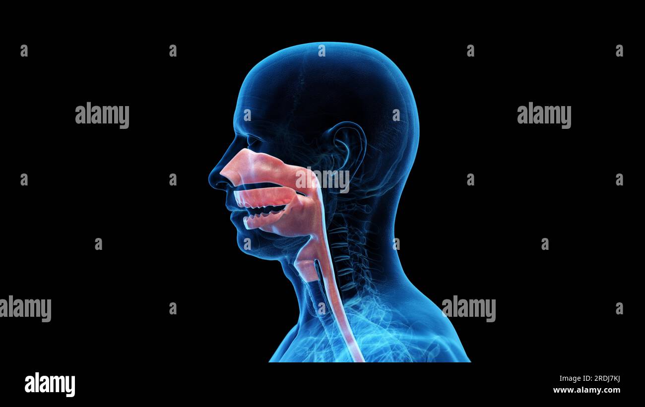 Nasal and oral cavities, illustration Stock Photo