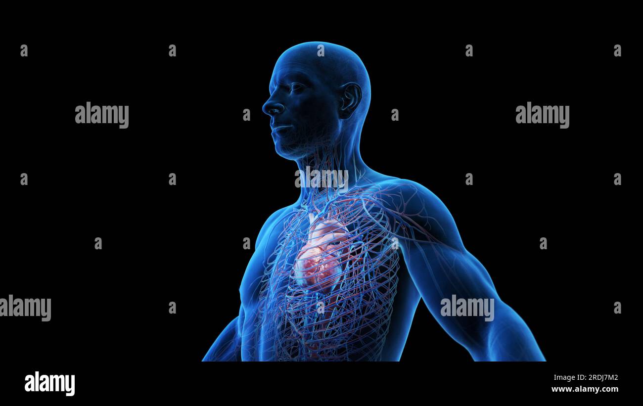 Human heart and vascular system, illustration Stock Photo - Alamy