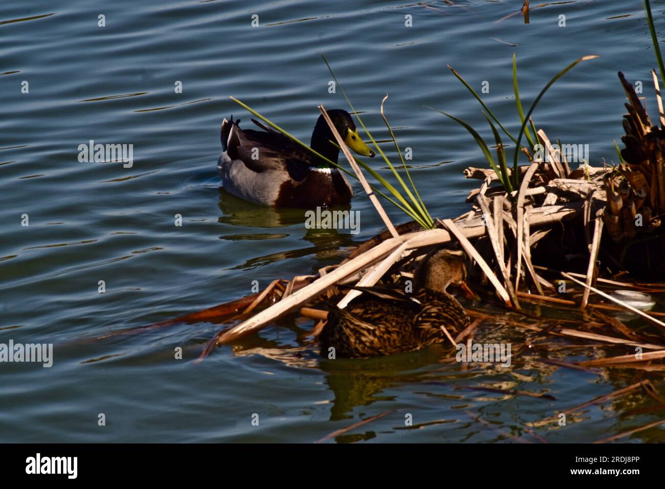 Duck fishing game hi-res stock photography and images - Alamy