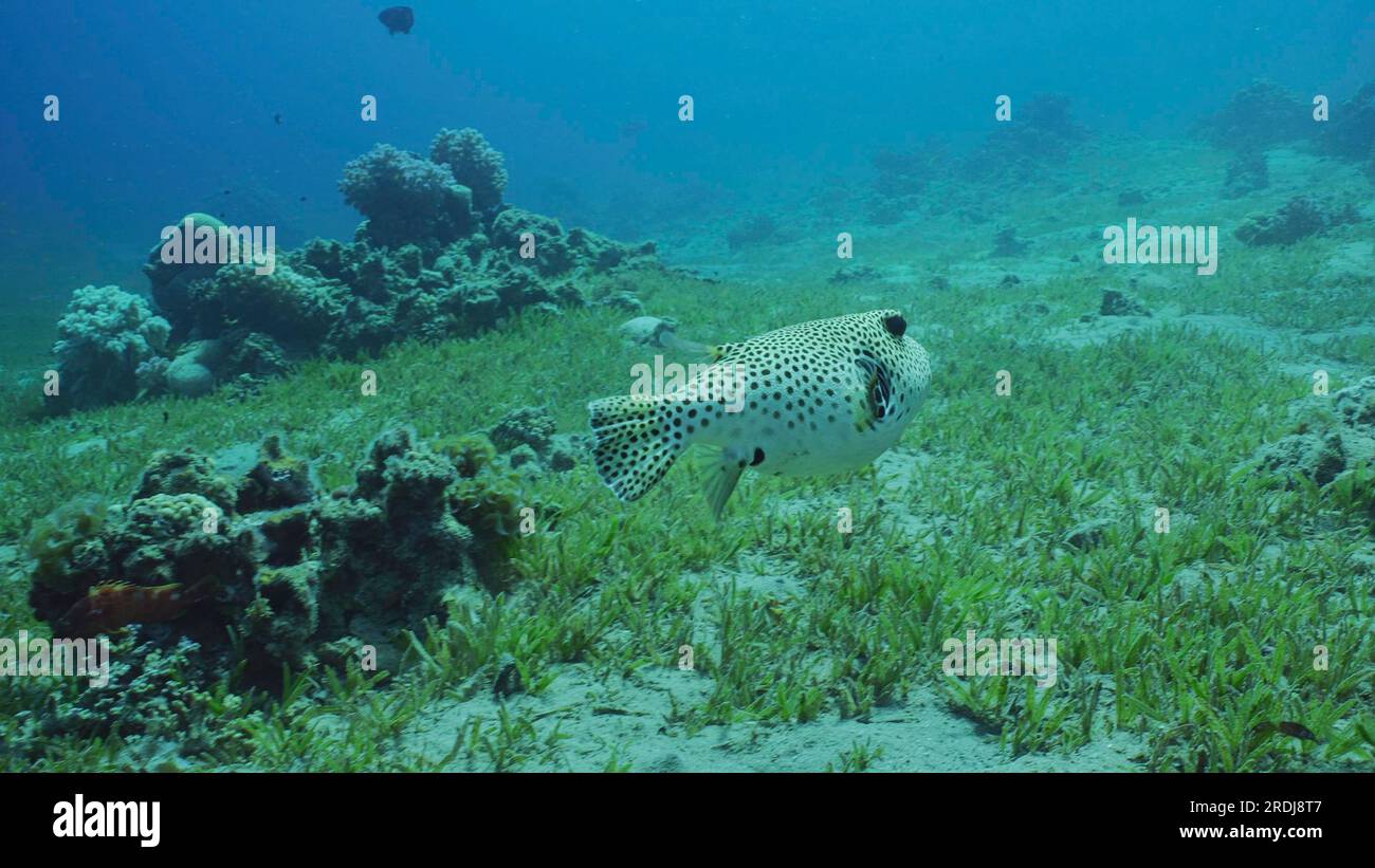 Blackspotted Puffer or Star Blaasop (Arothron stellatus) swims over sandy bottom covered with green sea grass on sunny day, Red sea, Egypt Stock Photo