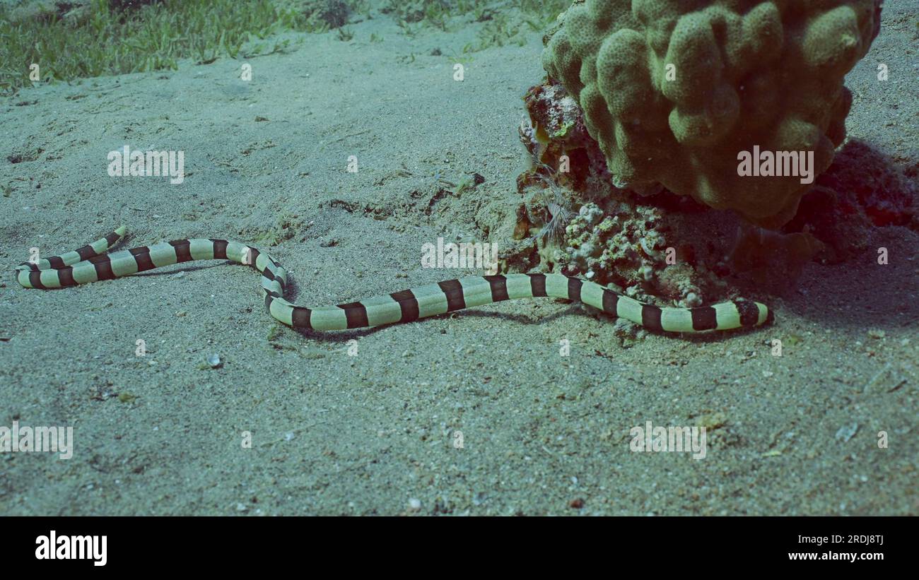 Harlequin Snake Eel (Myrichthys colubrinus) crawls along sandy bottom in daytime, Red sea, Egypt Stock Photo