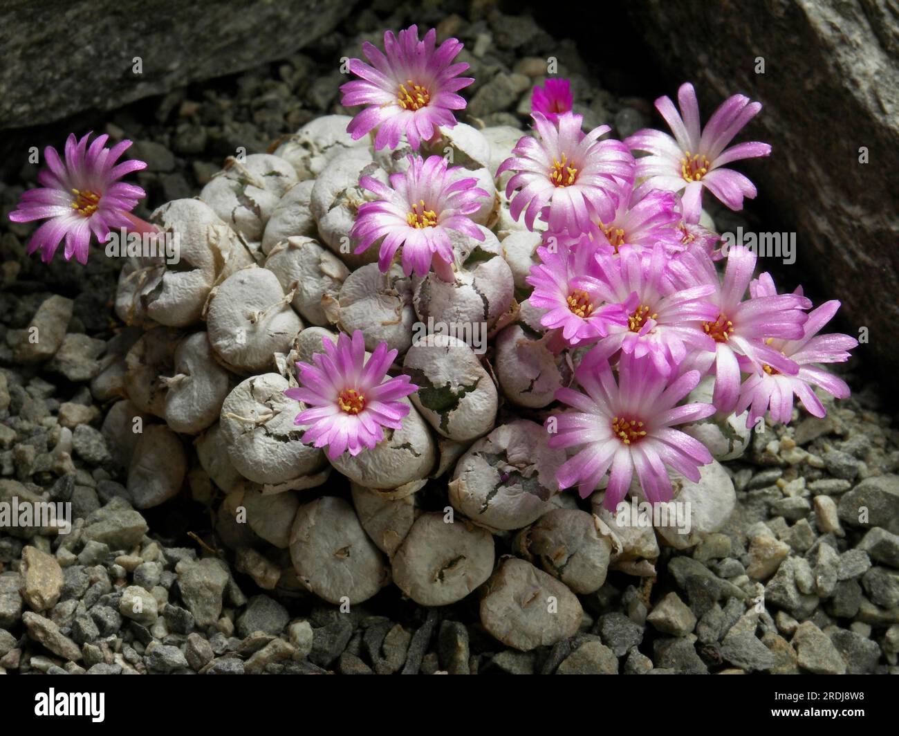 Conophytum obscurum Stock Photo