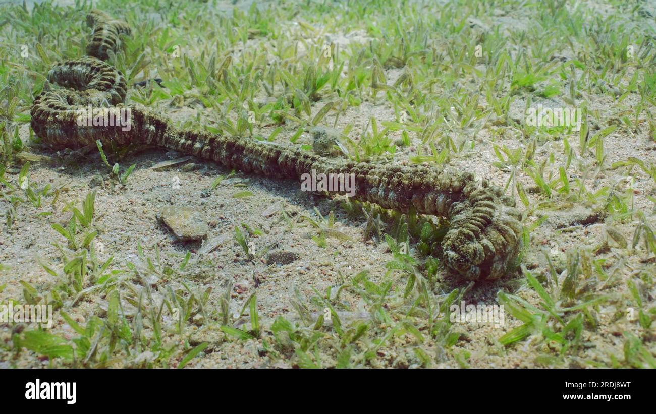 Giant Synaptid Sea Cucumber (Synapta maculata) or Snake Sea Ð¡ucumber lies on sandy bottom covered with green Smooth ribbon seagrass (Cymodocea Stock Photo