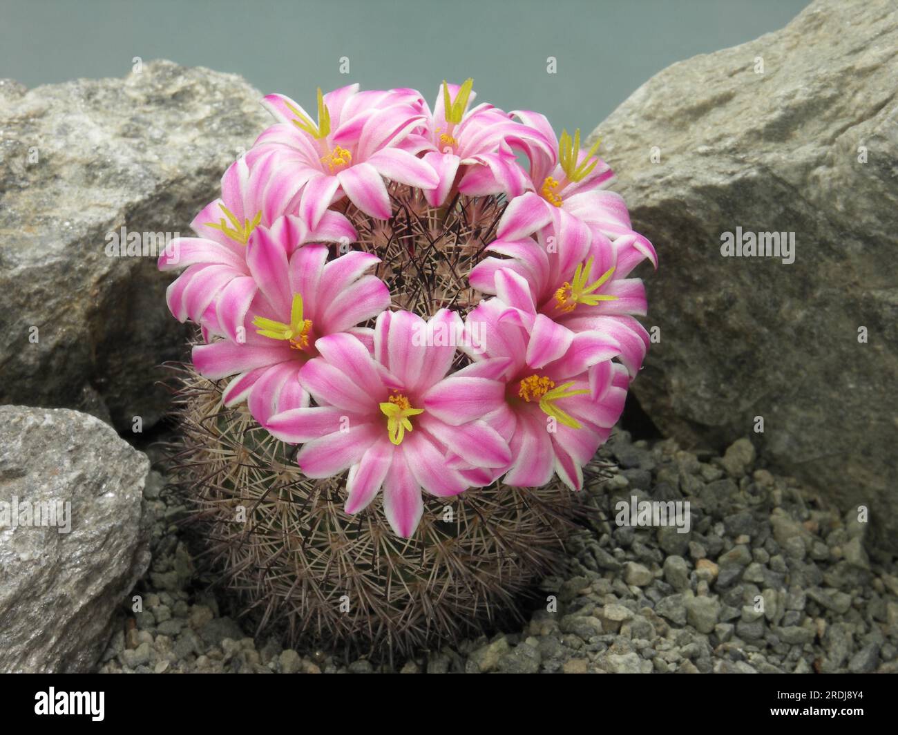 Mammillaria blossfeldiana hi-res stock photography and images - Alamy