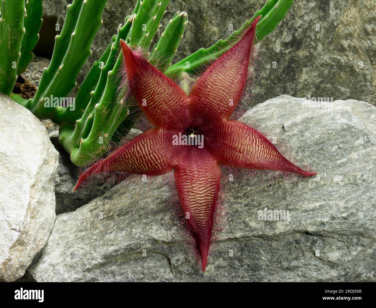 Carrion plant (Stapelia grandiflora) Stock Photo