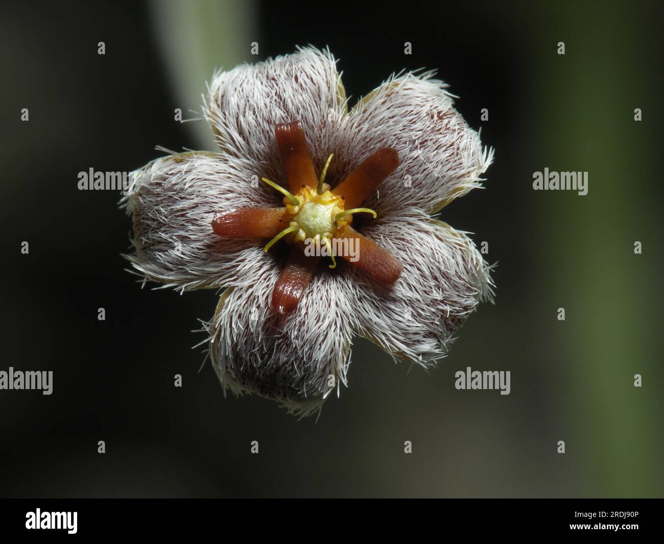 Stapelia erectiflora Stock Photo