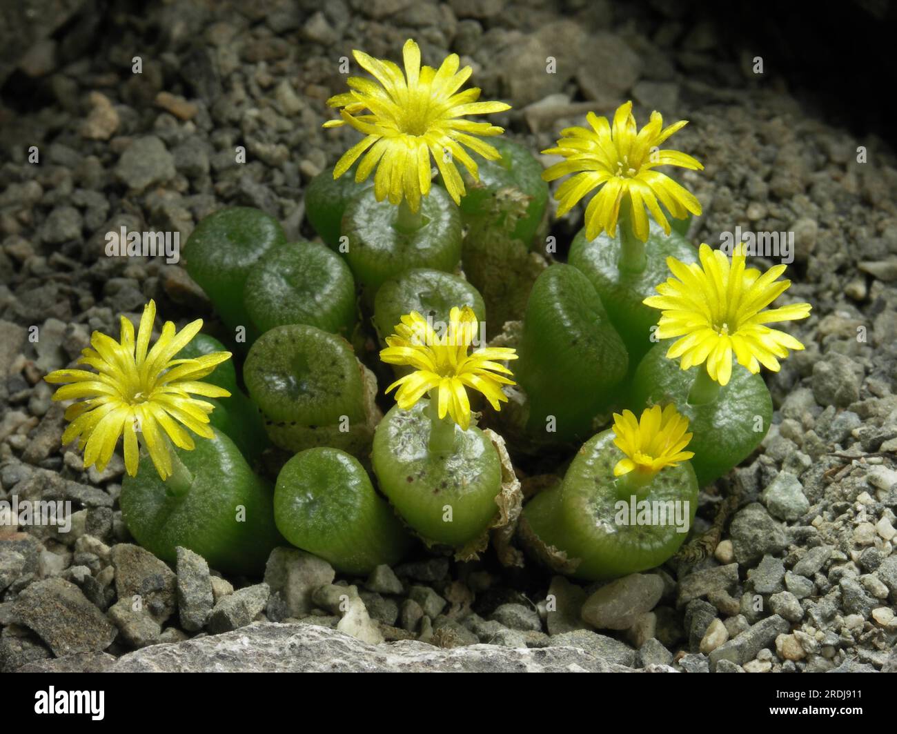 Conophytum ectypum v. brownii Stock Photo