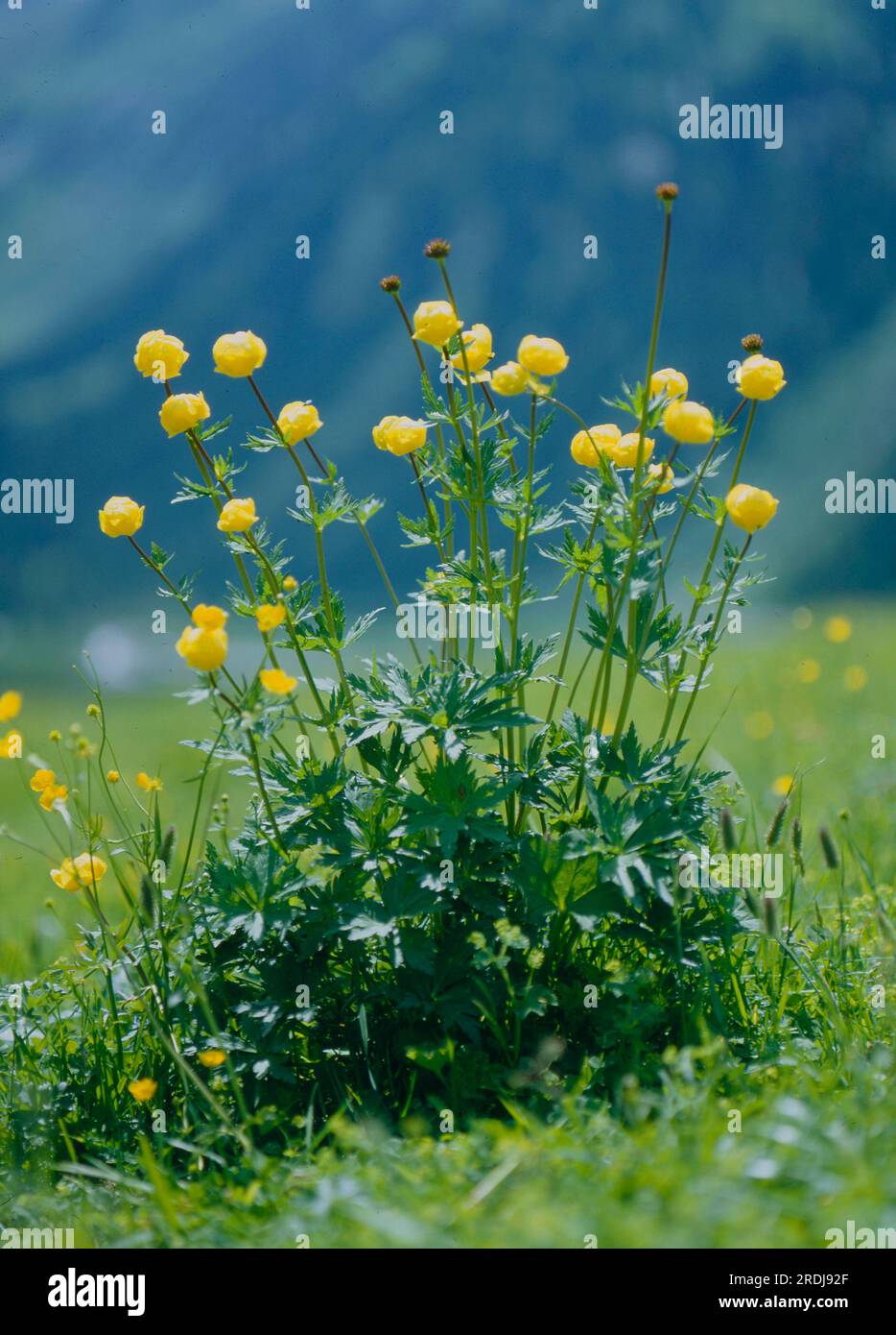 Globeflower (Trollius europaeus), goldhead, buttercup (ranunculus), butterball, budabinkerl, butterrosn, globe Stock Photo