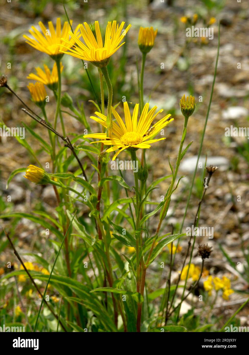 Common oxeye, yellow oxeye daisy (Buphthalmum salicifolium Stock Photo