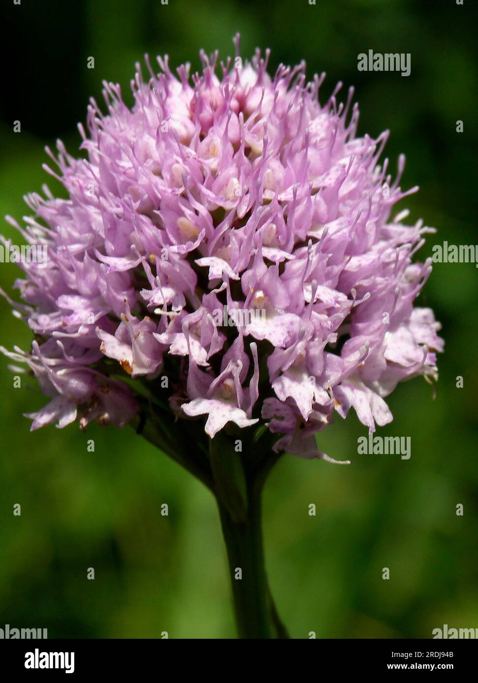 Globosa, globe orchis, globe orchid (Traunsteinera) Stock Photo