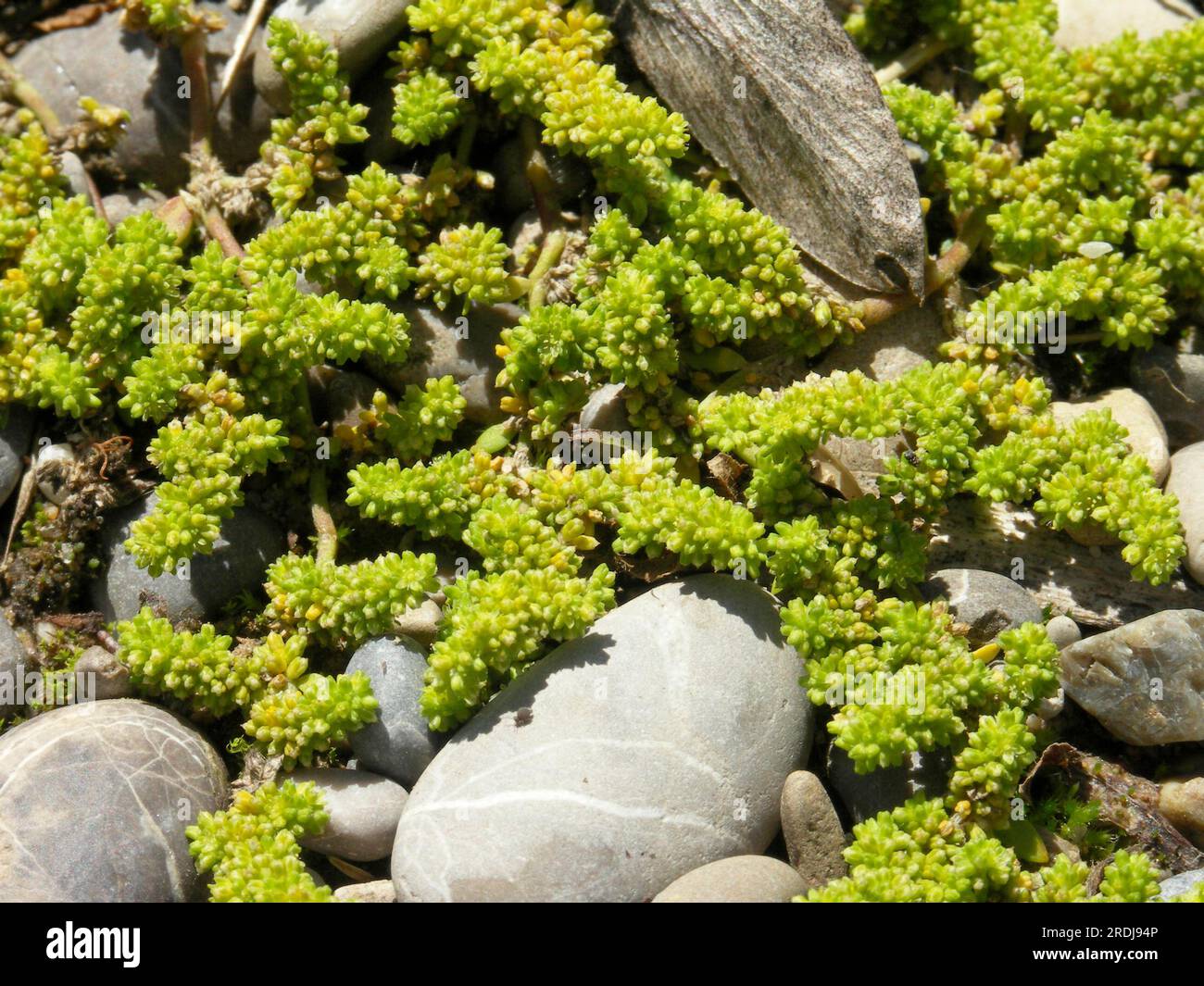 Herniaria glabra, Bald Rupturewort Stock Photo