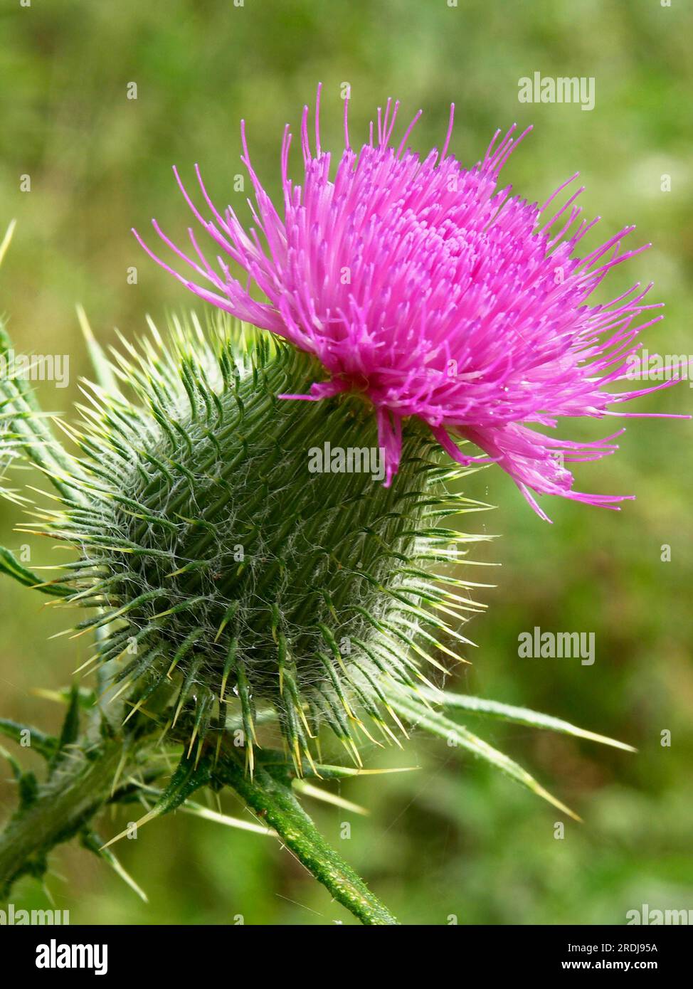 Common spear thistle (Cirsium vulgare Stock Photo - Alamy