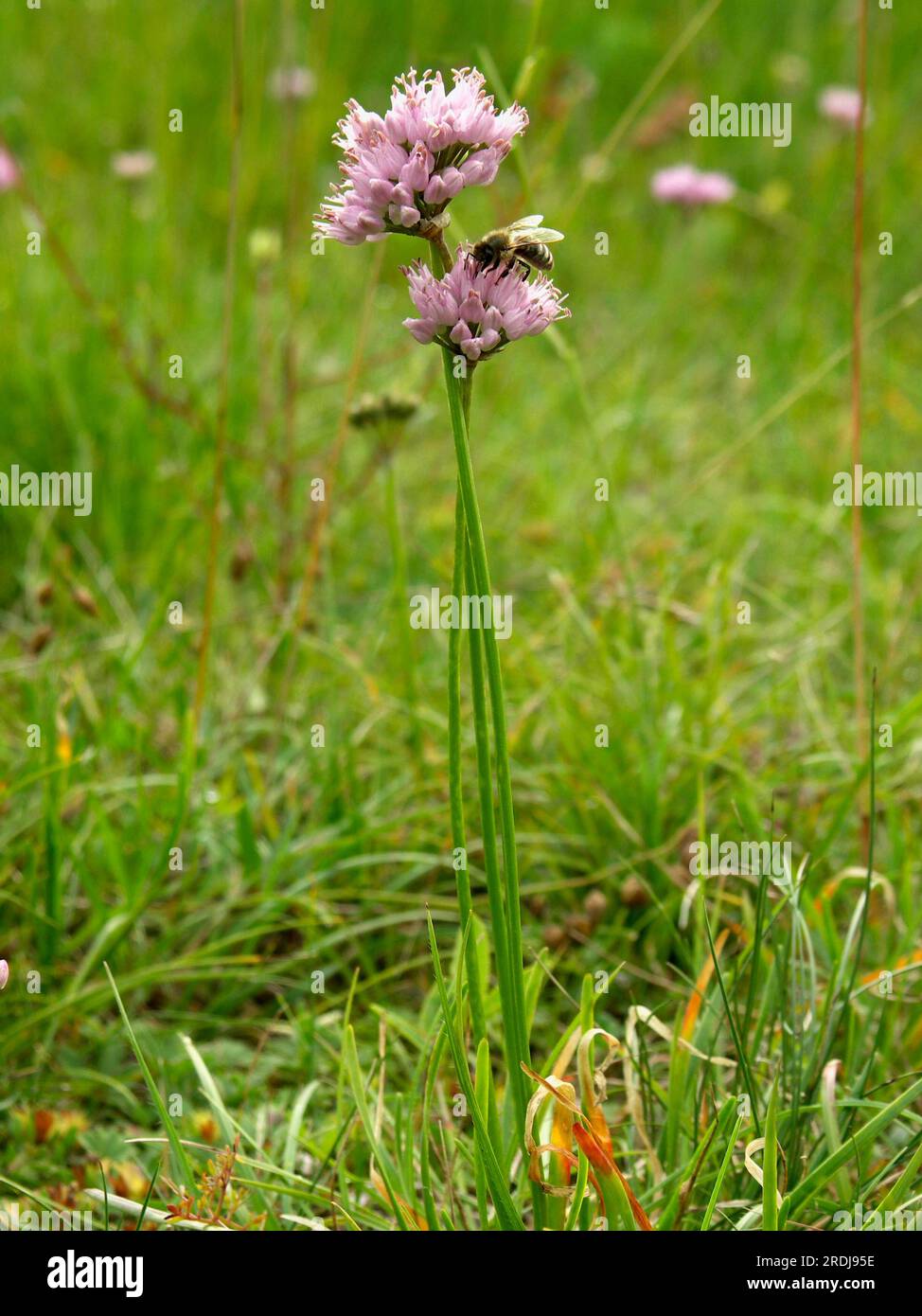 Mountain leek (Allium montanum) Stock Photo