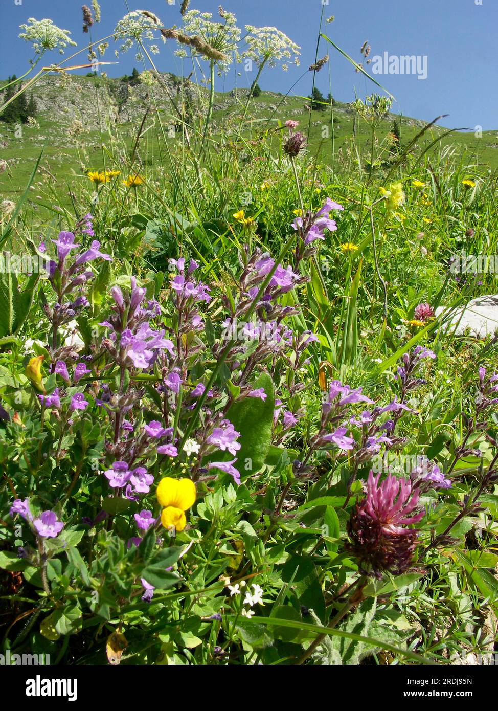 Clinopodium (Acinos) alpinus, Alpine Stonecrop Stock Photo