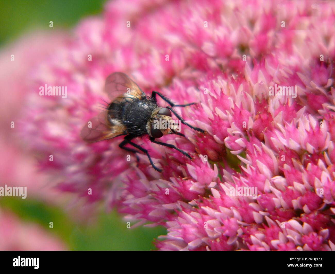 Fly sitting on fat-hen flowers (Sedum spectabile), dung bee, dronefly (Eristalis tenax) Stock Photo
