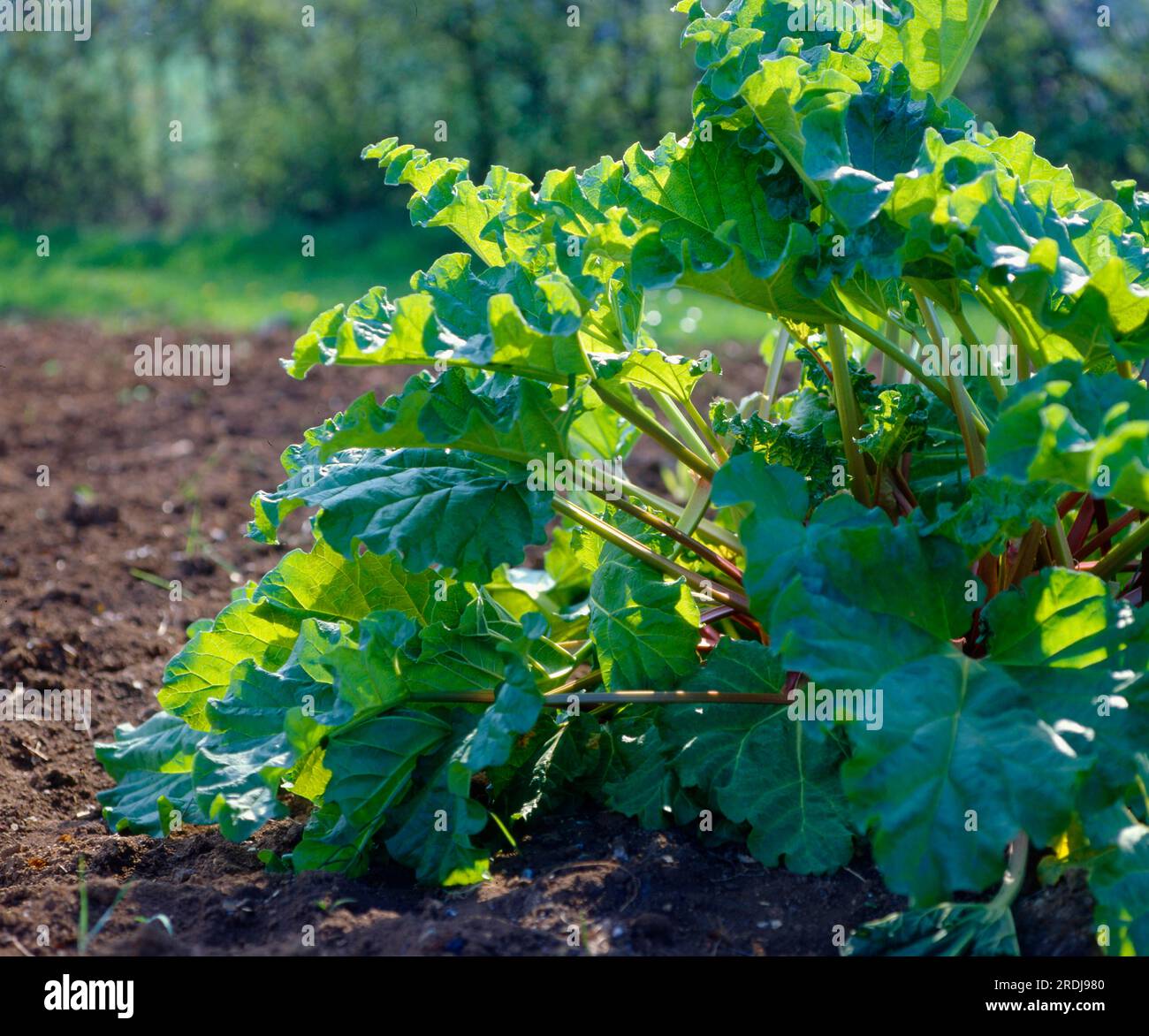 Rhapontic (Rheum rhaponticum) Common rhubarb Stock Photo