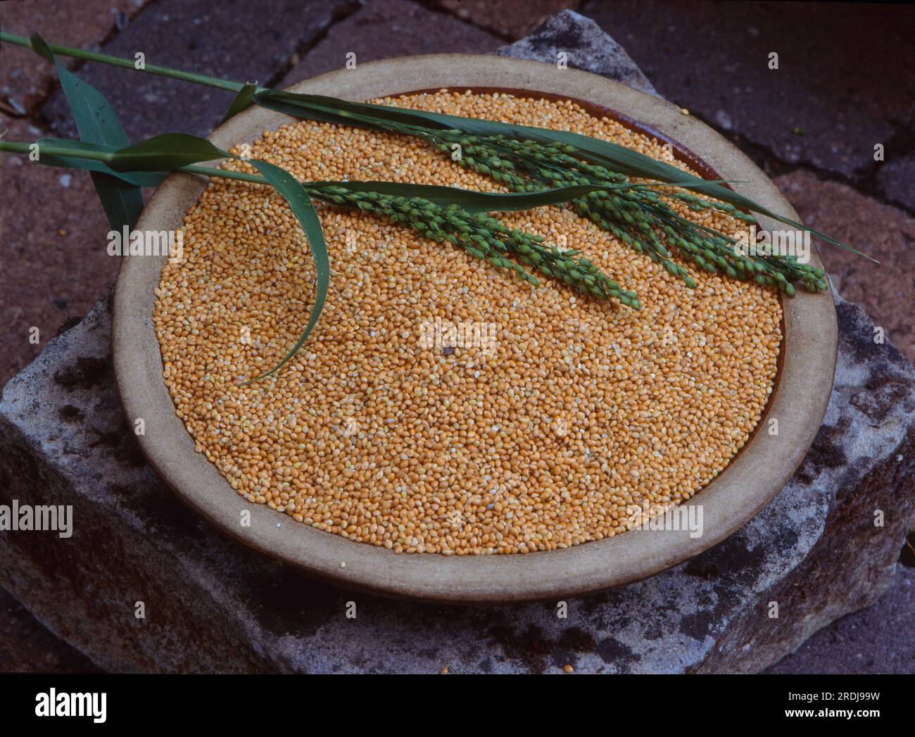 Proso millet, Common Millet (Panicum miliaceum), German Millet Stock Photo