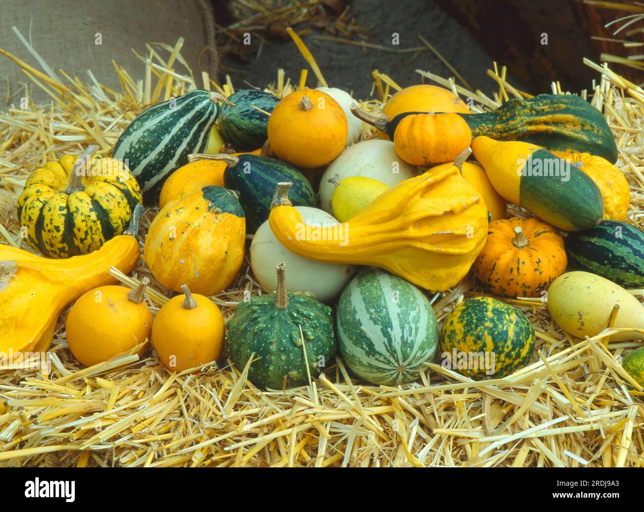 Crookneck squash garden pumpkin (Cucurbita pepo) on straw Stock Photo