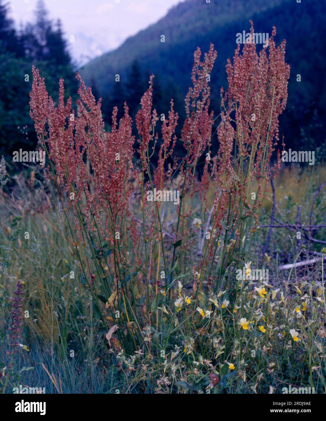 Meadow Sorrel, common sorrel (Rumex acetosa), Sorrel Stock Photo Alamy