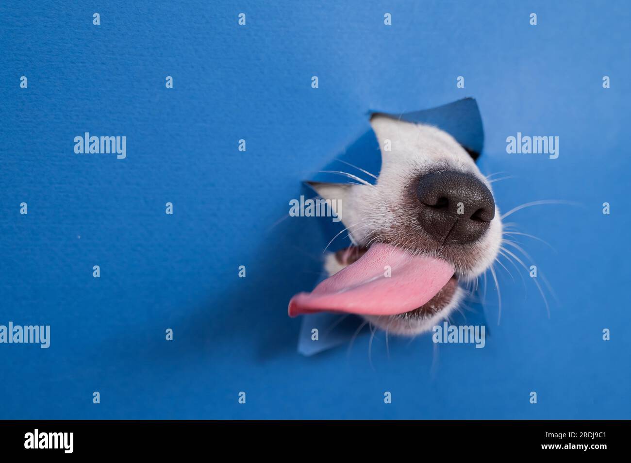 Jack russell terrier dog licks his nose and leans out of torn paper