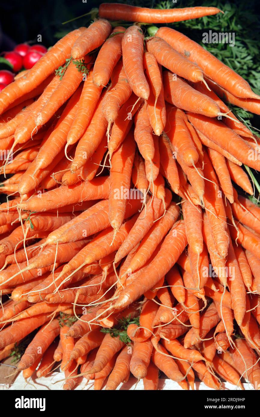 Carrot, root, fruit Carrot, root, roots, Agriculture, foods, f